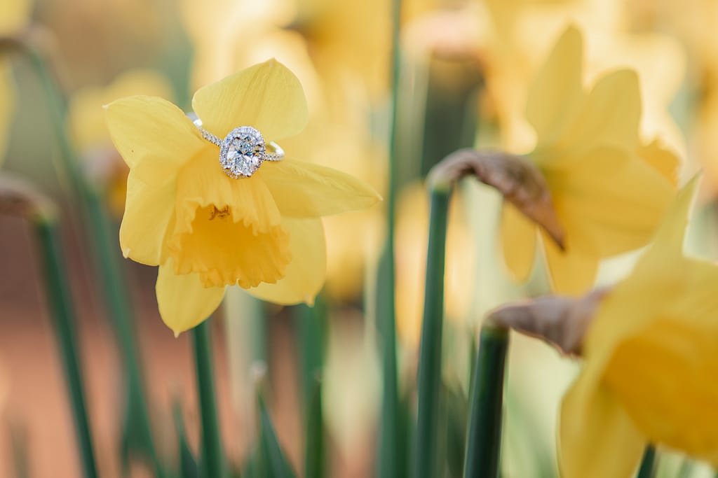 diamond engagement ring on daffodil