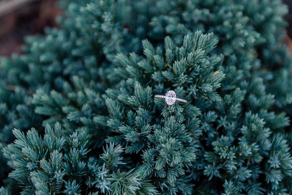 engagement ring on shrub