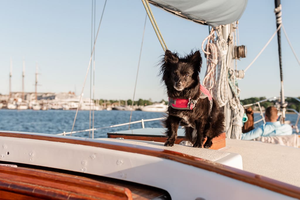 dog rides on boat during sunset cruise in newport rhode island
