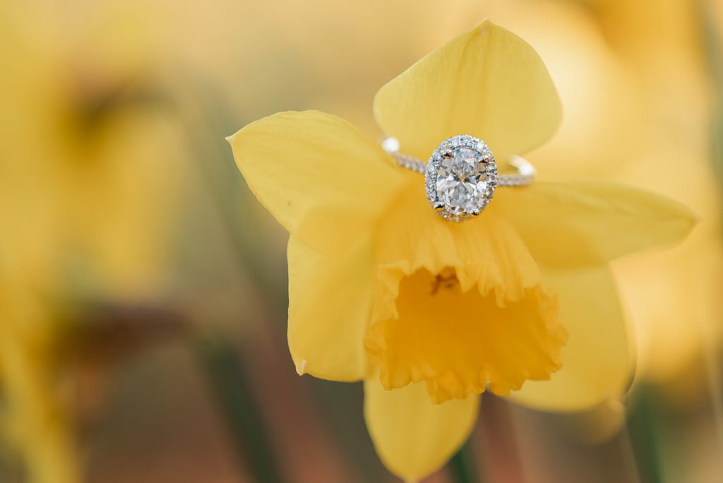 engagement ring on daffodil