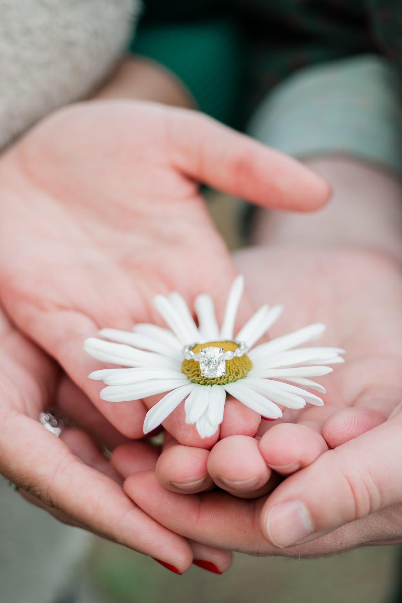 hands holding daisy and engagement ring